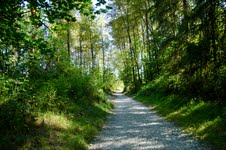 Timber 1